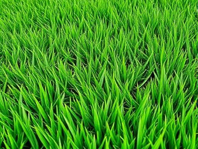 Pasto Natural y Sintético